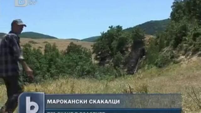 Пръскат срещу марокански скакалци в Родопите