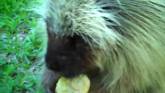 Гладно бодливо свинче не дава царевичката си