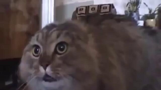 Хахах! Котка имитира стопанката си!