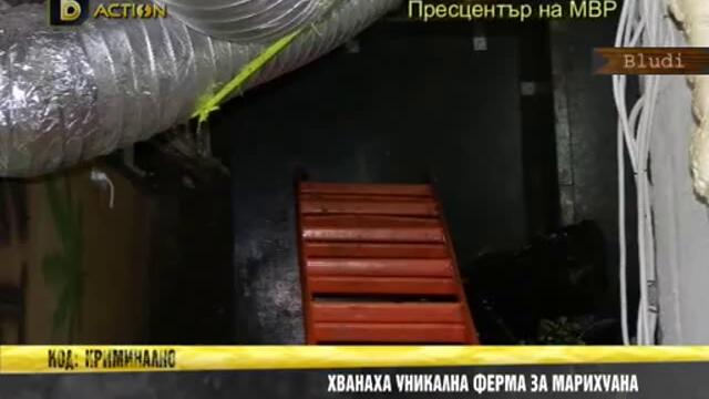 Уникaлна ферма за марихуана в Шумен