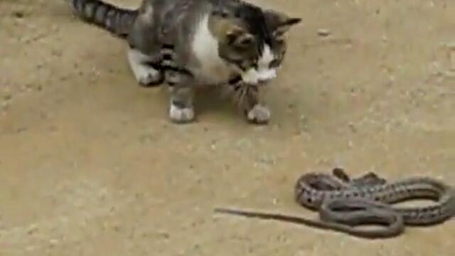 Котка срещу Змия