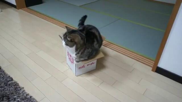 Новият дом на едно сладко котенце