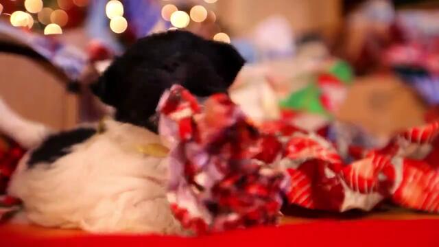 Puppy Christmas