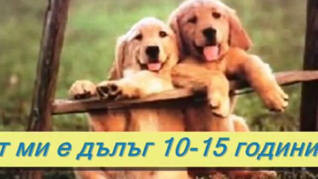 10-те молитви на кучето.