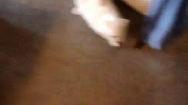 Адски зла котка