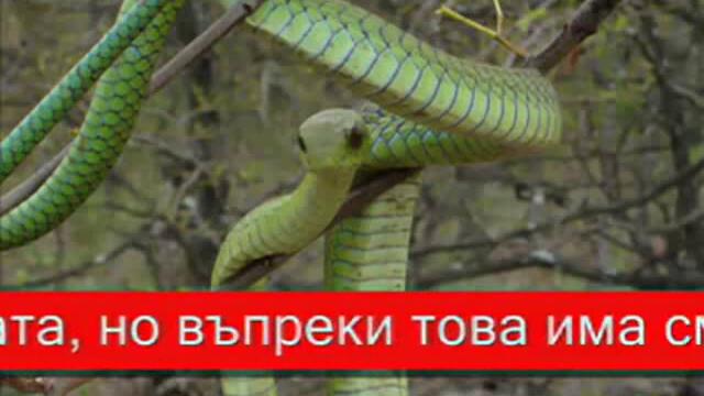 Топ 10 - те най - отровни змии на света