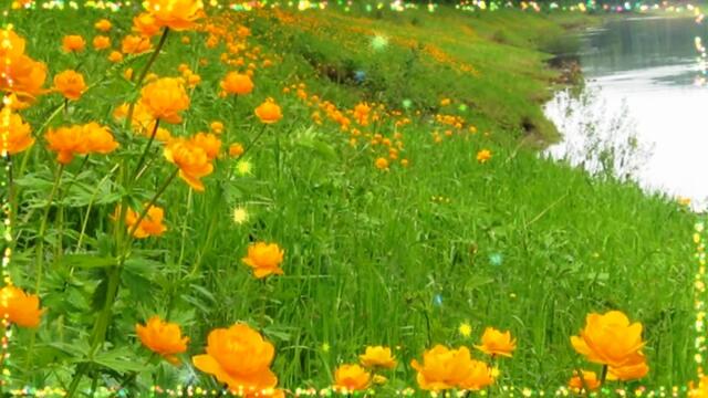 ЭДУАРД ХУСНУТДИНОВ   -   ЛУГОВЫЕ ЦВЕТЫ !