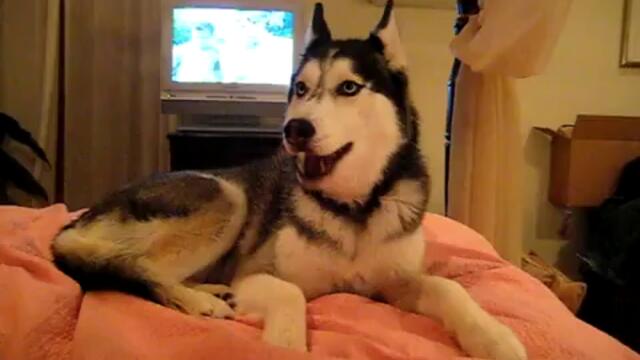 Husky Dog Talking - _ I love you _