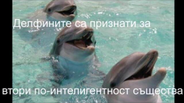 С обич към делфините