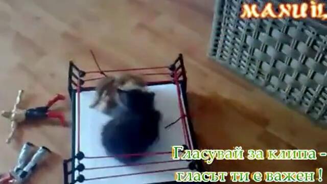 Зверски бой на ринга !